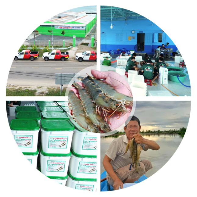 Quy trình sản xuất tại trại giống Tôm Mỹ
