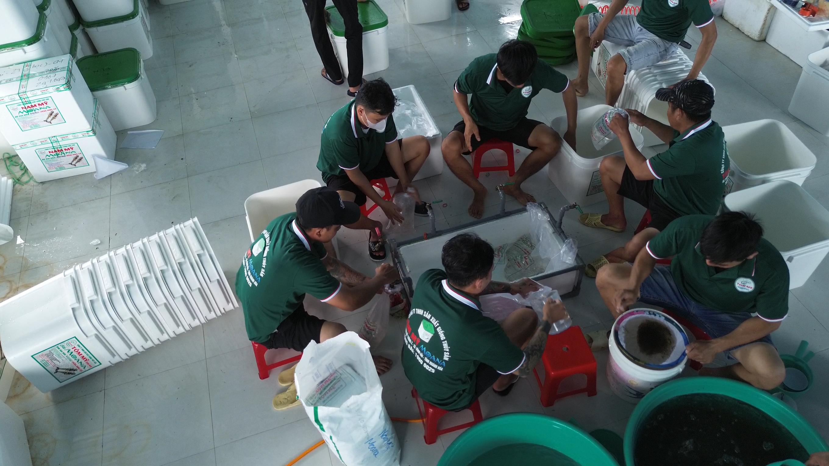 Đội ngũ đóng gói tôm giống tại cơ sở Tôm Mỹ Thùng Nhựa